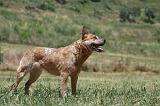 BOUVIER AUSTRALIEN 329